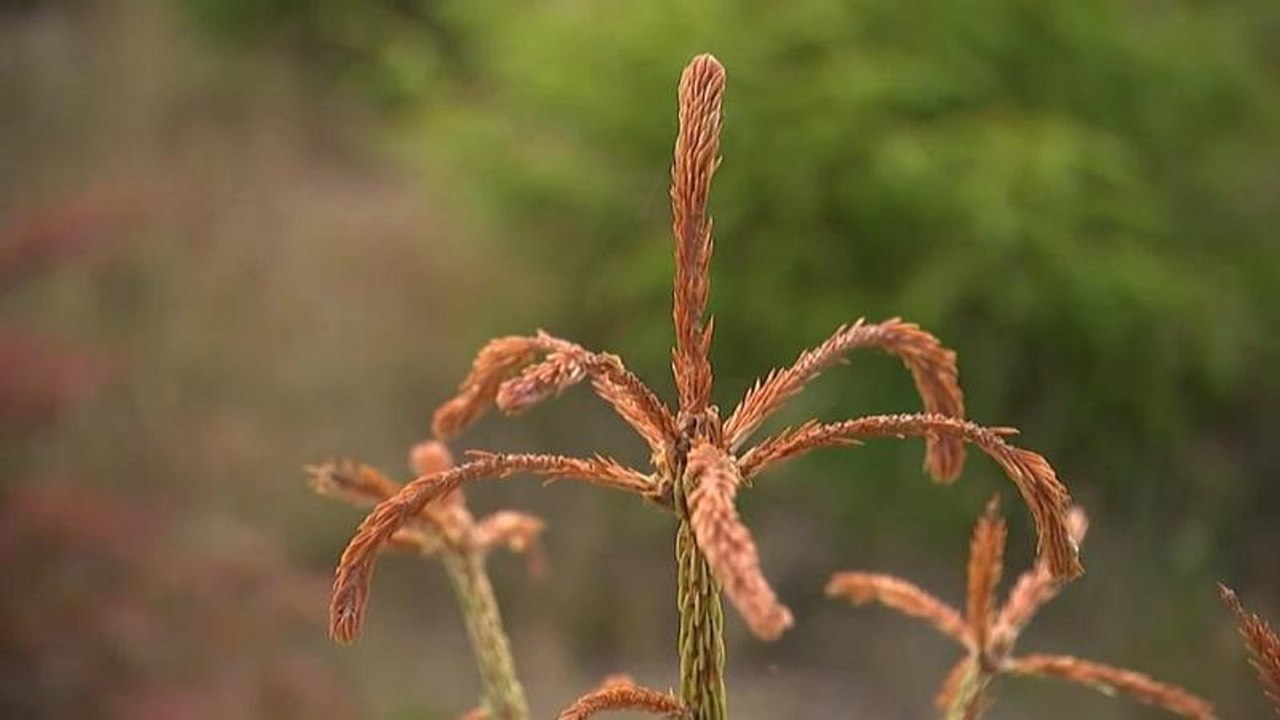 Klimawandel Dänemark: Baumsterben zwingt Waldbesitzer zum Umdenken