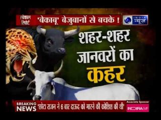 शहर-शहर जानवरों का आतंक, जानवरों की लड़ाई में इंसान की जान गई