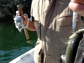 La pêche dans le Rio ebro : www.delta-fishing-club.com