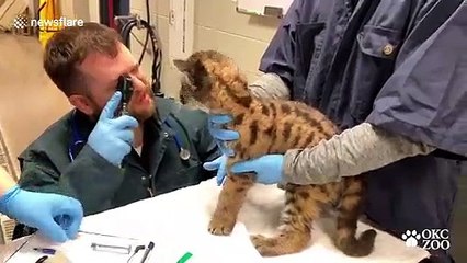 Mountain lion cubs lucky to be alive after mother killed