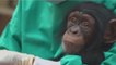 Sierra Leone : le chimpanzé désormais "animal national"