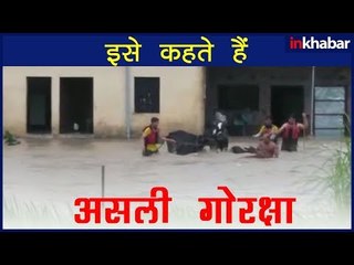 Dehradun Rescue Operation Successful: बाढ़ के तेज़ बहाव के बीच जान पर खेल कर 4-5 गाय को बचाया गया |