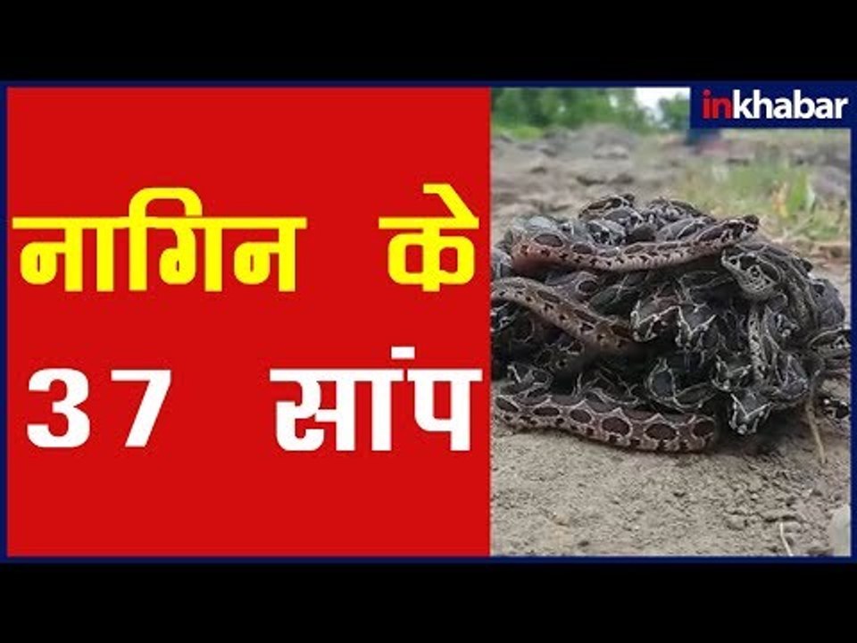 Nagin Viral Video; नागिन वायरल वीडियो; होश उड़ा देगा वीडियो; सपोलों को जनम देती नागिन; अद्भुत वीडियो