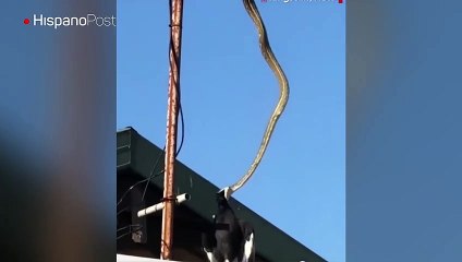 Cazador cazado, Serpiente atrapó a un águila y se la devoró