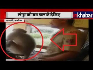 ‘Monkey driver’ in Karnataka riding KSRTC bus | कर्नाटक में लंगूर बना बस ड्राईवर