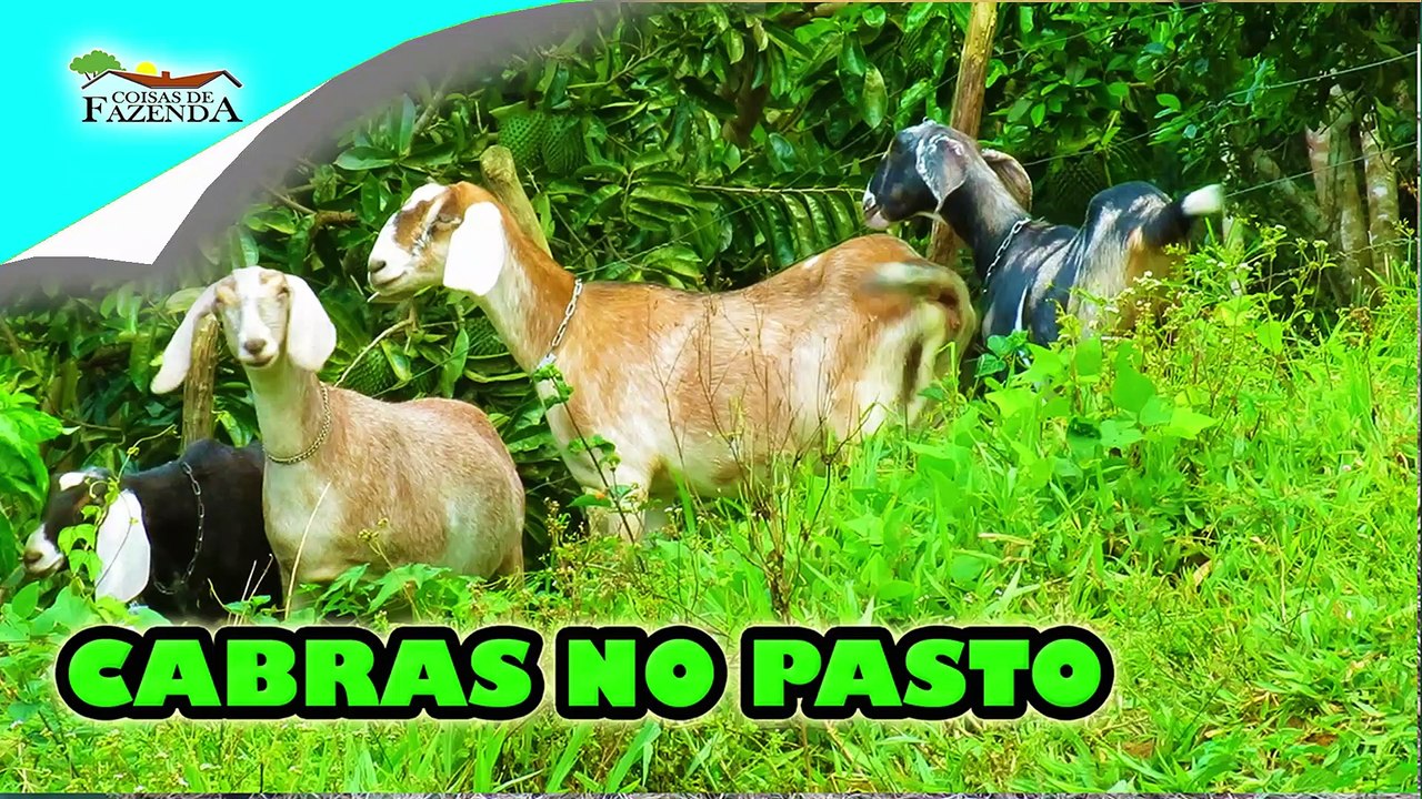 CABRAS NO PASTO
