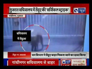 गुजरात सचिवालय में घुसा तेंदुआ; 10 घंटे के ऑपरेशन के बाद निकला बाहर