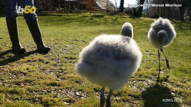 Two 10-Week-Old Flamingos Will Only Follow The Zoo Keeper With The Longest Legs