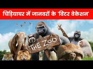 चिड़ियाघर में जानवरों के 'विंटर वेकेशन'