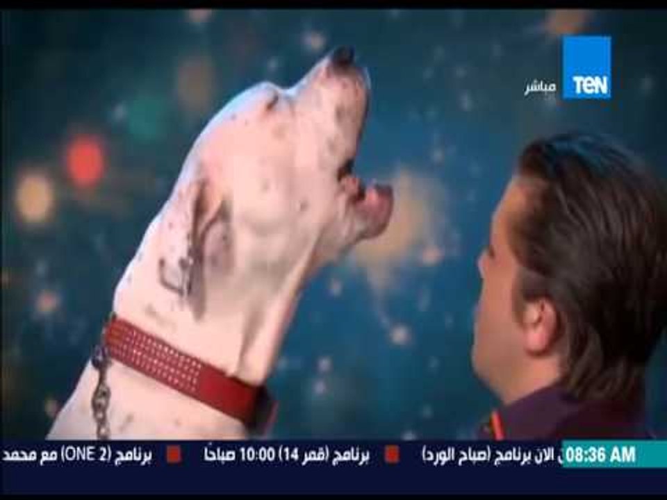 صباح الورد - كلبة تبرز موهبتها فى الغناء وتغنى أمام أحد برامج الغناء الأشهر فى العالم