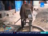 صباح الورد - فيديو يكشف بذكاء خارق للبقرة ومها بهنسى تُشبه مجموعة من البقر بقضية الهروب الكبير