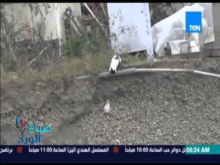 صباح الورد - فيديو لقطة تحاول إنقاذ إبنها الصغير بطريقة مذهلة للغاية