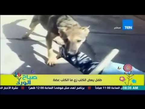 صباح الورد - فيديولإنتقام طفل من كلب بعض الكلب زى ما الكلب عضه