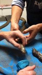 Doctor Makes Snake Regurgitate Toxic Rats