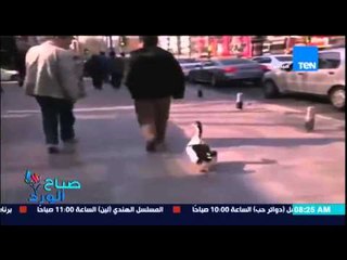 صباح الورد - شاب يلفت أنظار الناس فى شوارع لندن بعد تجوله بـ "بطة" فى الشارع