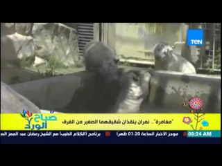 صباح الورد - فيديو يمثل معنى الإخوة .. مغامرة لنمران ينقذان شقيقهما الصغير من الغرق