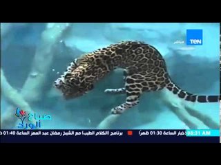 صباح الورد - فيديو لـ"نمر" يُظهر مهاراته فى الغطس تحت الماء ليبحث عن فريسته