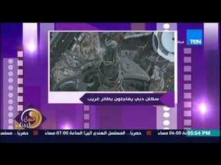 Download Video: عسل ابيض - سكان دبي يتفاجئون بطائر غريب وسط ناطحات السحاب 