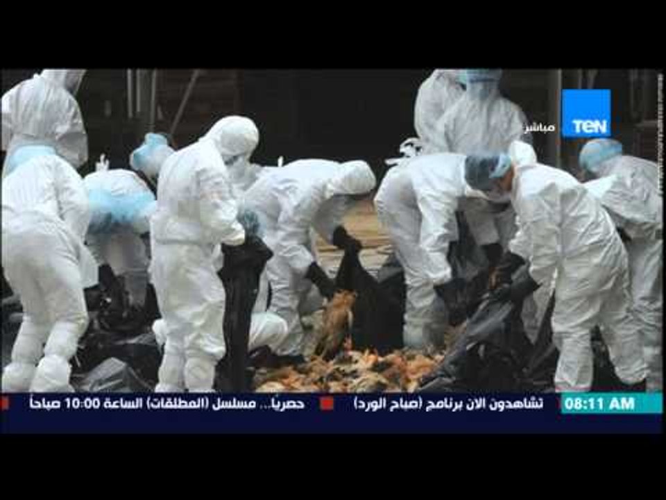صباح الورد - وزارة الزراعة : السيطرة على 350 بؤرة مصابة بإنفلونزا الطيور بـ 25 محافظة