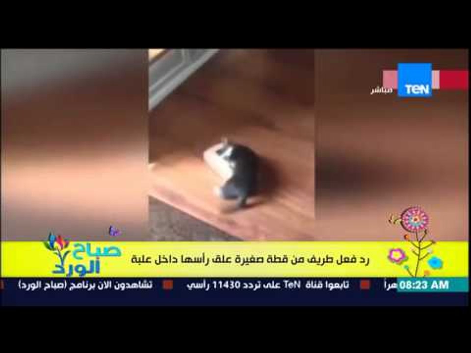 صباح الورد - فيديو يحقق نسبة مشاهدة عالية لرد فعل طريف "لقطة صغيرة" علق رأسها داخل علبة