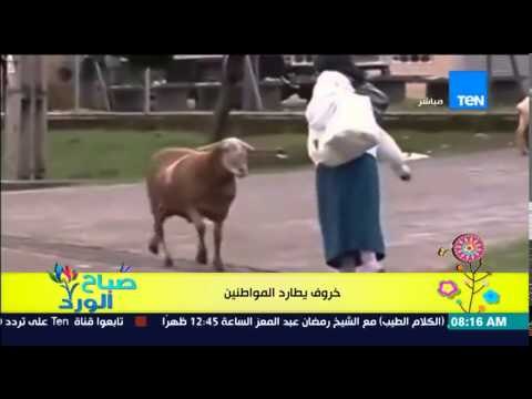 صباح الورد - فيديو مضحك جدا لخروف يطارد المواطنين في الشارع ورد فعلهم