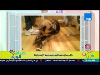 صباح الورد - فيديو يجسد معنى الوفاء لكلب يكون صداقة جديدة مع "الإستاكوزا" ويحميها من أفراد الأسرة