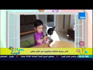 صباح الورد - فيديو لكلب يسرق قطع البسكويت من طفل صغير وإنهيار الطفل من البكاء