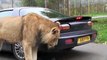 Ce gros lion a bien envie de goutter au pare-choc de la voiture... Miam