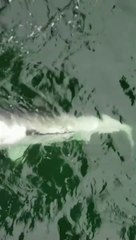 Un grand requin blanc mal en point fait son apparition à Navarre Beach