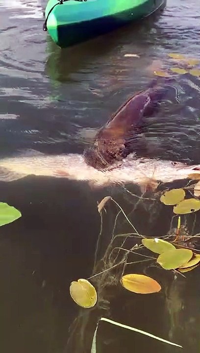 Ce brochet essaie de manger un poisson aussi gros que lui... Gourmand