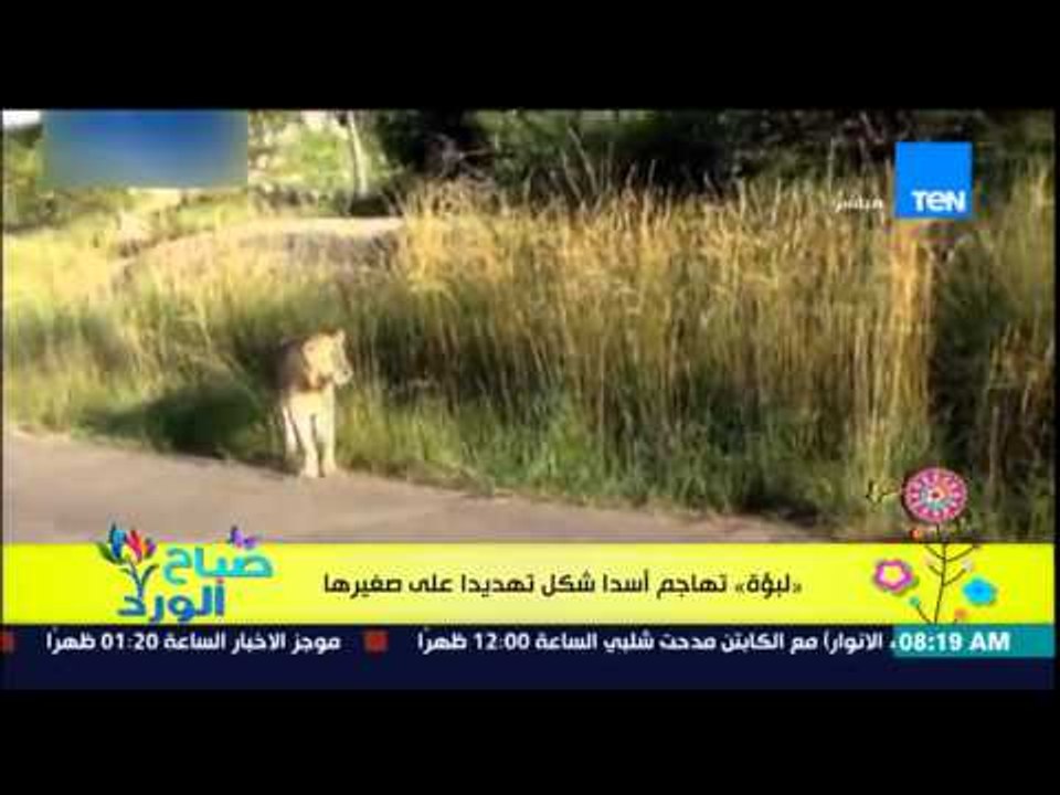 صباح الورد - فيديو يجذب عدد من المشاهدة لأنثى الأسد تلقن دراساً قاسياً لأسد حاول الهجوم على أبنائها