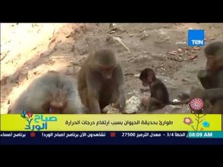 صباح الورد - طوارئ فى حديقة الحيوان بالجيزة وتقديم أطعمة جديدة للحيوانات لمواجهة إرتفاع حرارة الجو