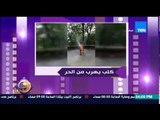 عسل أبيض - رنا عرفة تقدم فيديو لكلب يهرب من الحر بطريقة كوميدية وتُعلق 