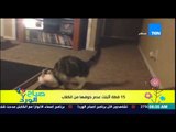صباح الورد - فيديو ل 15 قطة تقوم بضرب الكلاب وتثبت إن خوف القطط من الكلاب مجرد إشاعة