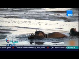 صباح الورد - فيديو لغزال يهرب من الأسد حتى لا يأكله فيقع في يد فرس النهر ليقتله