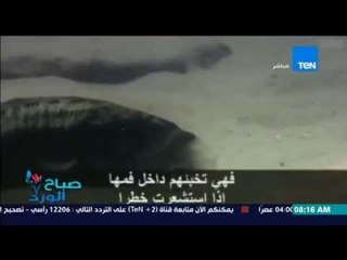 صباح الورد - فيديو .. لرد فعل مذهل لسمكة كبيرة حاولت حماية أولادها عندما شعرت بالخطر