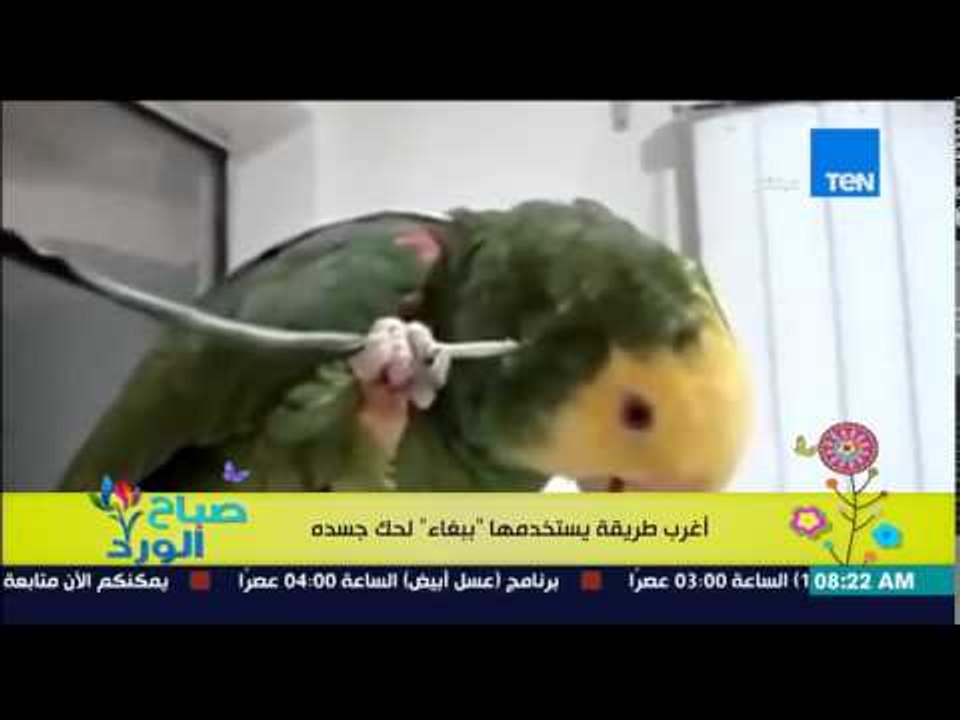 صباح الورد - فيديو لأغرب طريقة يستخدمها "ببغاء" لحك جسده .. "مثل الإنسان"