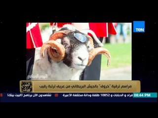 البيت بيتك - الجيش البريطاني يرقي خروف  من رتبة عريف لرتبة رقيب وزيادة راتبه