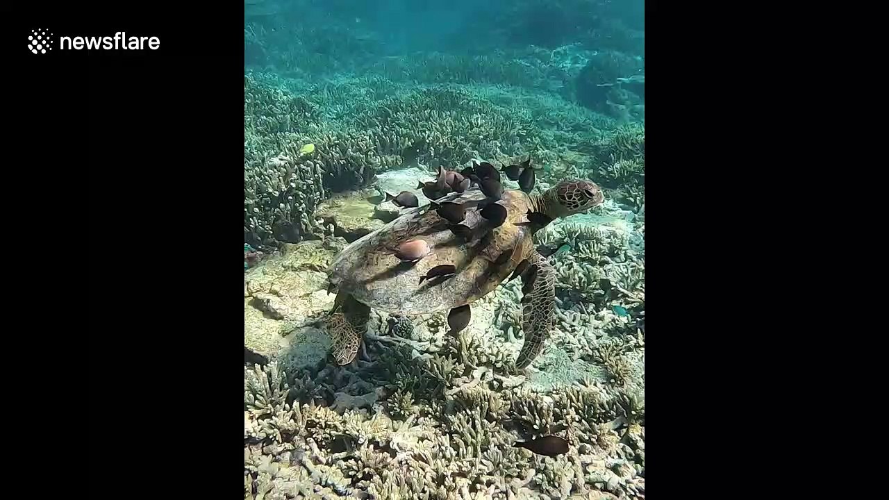 Endangered turtle gets nibbled clean by surgeonfish