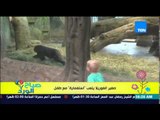 صباح الورد | Sabah El Ward - فيديو يحصد عدد كبير من المشاهدات لصغير الغوريلا يلعب 