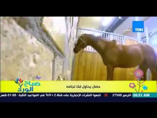 صباح الورد | Sabah El Ward - فيديو لحصان يحاول وينجح فى "فك لجامه" والتحرك بكل حرية
