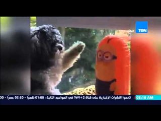 صباح الورد | Sabah El Ward - فيديو لمعركة عنيفة بين كلب وبلونة .. بعد أن أثارت البلونة غضب الكلب