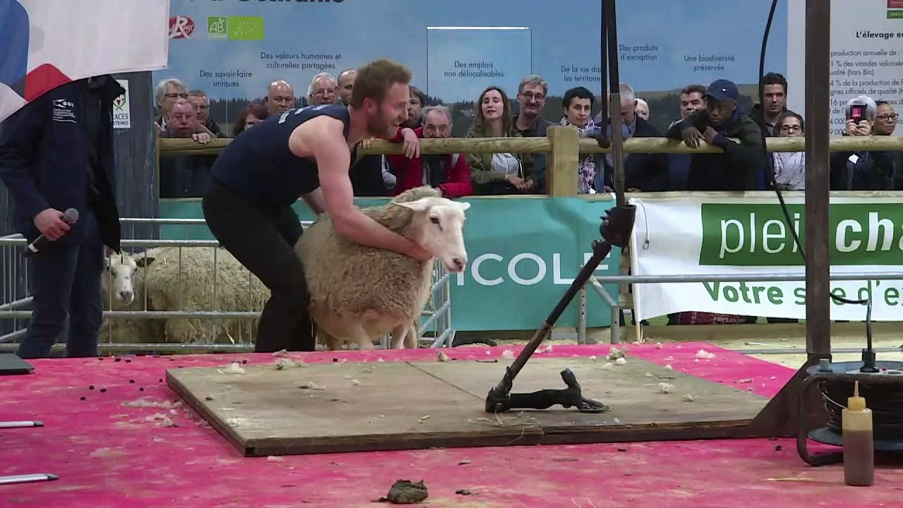 Au salon de l'agriculture, les moutons passent à la tondeuse!