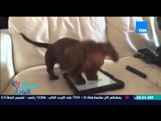 صباح الورد - فيديو يحقق نسب مشاهدة عالية لكلب صغير يصاب بالجنون بسبب "الآي باد"