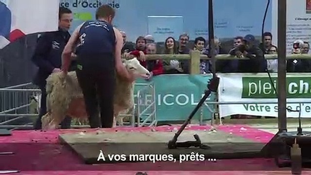Au salon de l'agriculture, les moutons passent à la tondeuse!