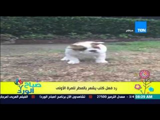 صباح الورد - رد فعل مذهل لكلب يشعر بالمطر للمرة الاولى فى حياته