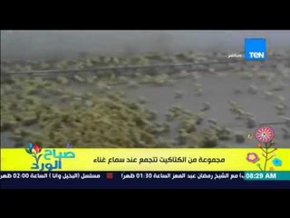 صباح الورد - فيديو يجذب ملايين المشاهدات لمجموعة كبيرة من "الكتاكيت" تتجمع عند سماع الغناء