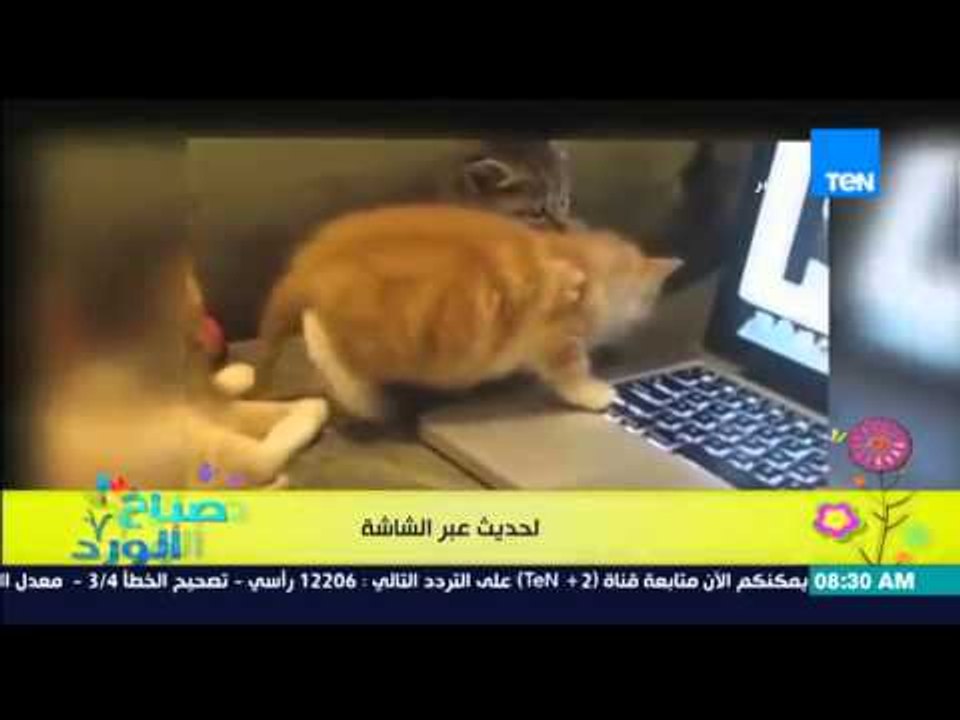 صباح الورد - فيديو لقطط يتبادلون الحديث عبر الشاشة " قطط بتعمل شات مع بعض"