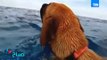 برنامج صباح الورد - رد فعل كلب يشاهد الدلافين لأول مرة