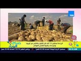 صباح الورد - الزراعة تستقبل 13 ألف طن تقاوي بطاطس من أوروبا وإجراءات رقابية لتصدير الموالح